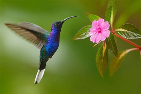 Many plants pollinated by hummingbirds produce flowers in shades of red, orange, and bright pink, though the birds take nectar from flowers of other colors, as well. What do Hummingbirds Eat? Nectar, Flowers, and Insects ...