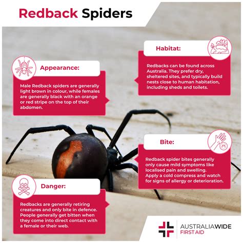 Isnt It Ironic That Redback Spiders One Of The Most Dangerous Spiders
