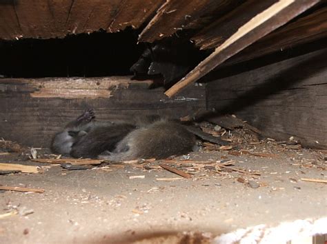 Experts in mice, bat, raccoon & squirrel removal. Raccoons in Crawlspaces | Raccoon Removal | Allstate ...