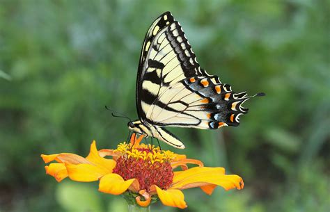 Tiger Swallowtail Butterfly Perched On Yellow Flower Hd Wallpaper