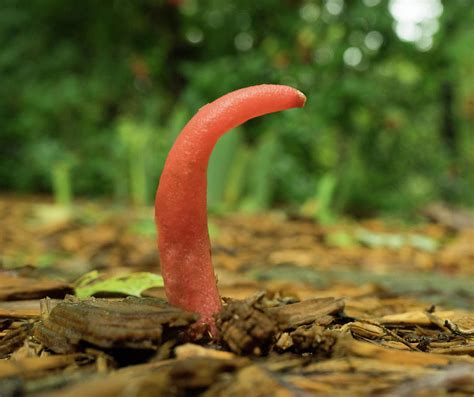 red curved stinkhorn fungus 2 photograph by douglas barnett pixels
