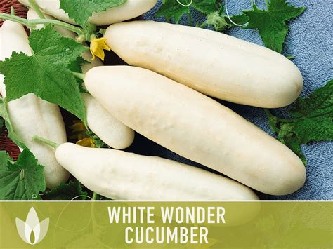 White Wonder Cucumber Seeds Heirloom Organic Non Gmo White Cucumber