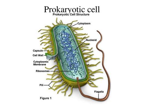 Ppt Prokaryotic Cell Powerpoint Presentation Free Download Id1442123