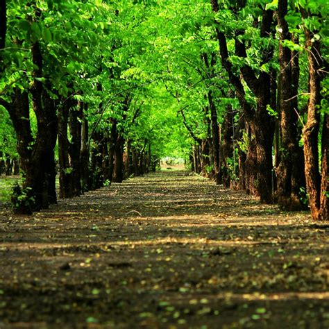 Natural Grove Green Trees Path Ipad Wallpapers Free Download