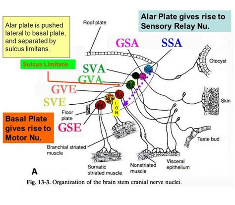 To recognize the principal features of the brainstem that are visible with the unaided eye, including the general location of cranial nerve nuclei and the. Brain stem nuclei development ... (*) ALS - Alar plate is Lateral & Sensory ... | Brain stem ...