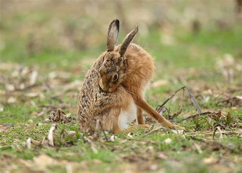 Brown Hare Grooming In The Evening Suffolk Lepus Europaeus Flickr