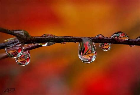 Autumn Raindrops ~ Brilliant Photography Macro Photography Amazing