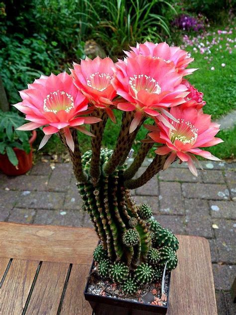 Beautiful Blooming Cactus Cactus Flower Cactus Garden