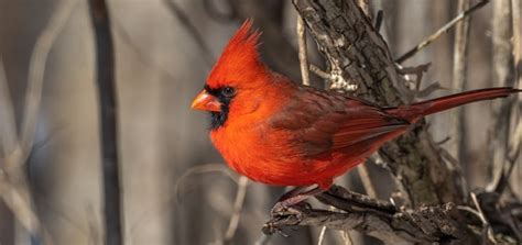 Cardinal Bird Call Free Sound Effects Animal Sounds