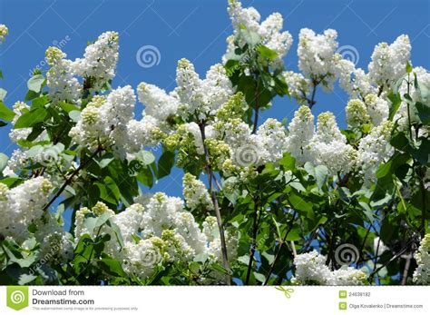 White Blooming Lilac Stock Photo Image Of Grass Freshness 24638182