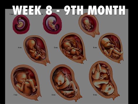 Human Embryo Development By Jimmy Golden