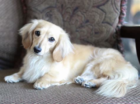 65 Long Haired Dapple Dachshund For Sale Photo Bleumoonproductions