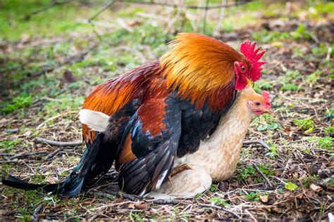 How Do Chickens Mate Chicken Mating Explained
