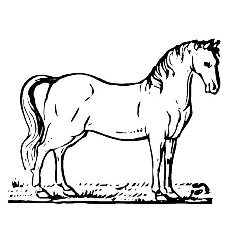 Het paard is een gedomesticeerd hoefdier uit de orde der. Leuk voor kids - paarden-0009