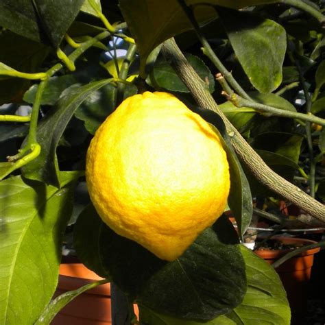 Femminello Siracusano Lemon 2kr Oscar Tintori Nurseries Worldwide