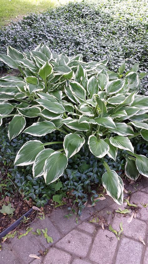 Fortunately, there are some durable ground cover plants that will thrive under these rigorous conditions. Our Garden Design with Hosta and Ground Cover