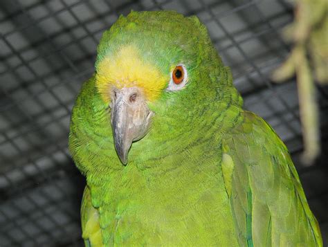 Amazon Parrots From Priam Parrot Breeding