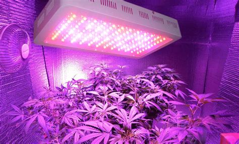 Maybe you would like to learn more about one of these? Cannabis Grow Tools & 420 Guides - LED Grow Lights HQ