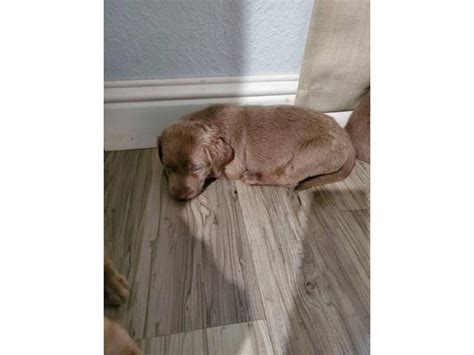 While some think the unusual color comes from outside the breed, these dogs are verified by the akc as 100 percent. 1 female left AKC Silver Lab puppy in Modesto, California - Puppies for Sale Near Me