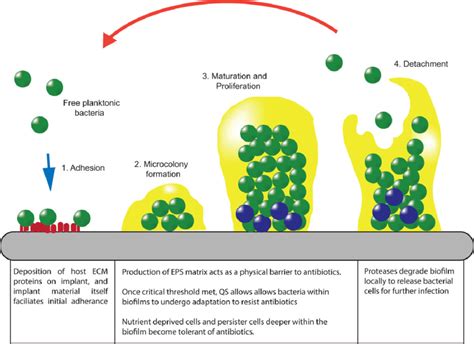 Schematic Depicting The Key Stages Of Biofilm Formation On An Implant