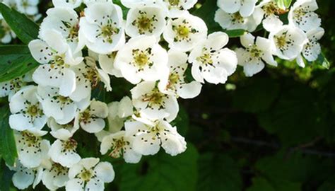 Facts About The Hawthorn Tree Garden Guides