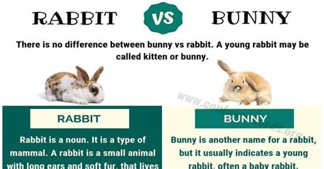 BUNNY vs RABBIT: Surprising Difference between Rabbit vs Bunny