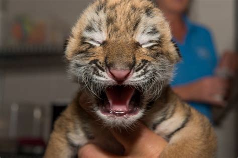 The Cutest Baby Animals At Us Zoos Cnn