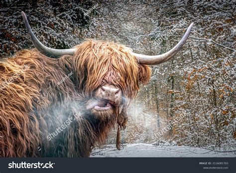 Scottish Highland Cow Snowy Field Stock Photo 2116081703 Shutterstock