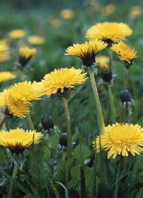 Wild plants you can eat. Foraging: 52 Wild Plants You Can Eat - REALfarmacy.com
