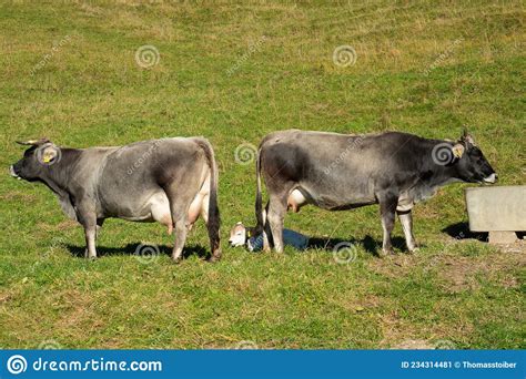 Two Cows With Their Newborn Baby Cows On A Paddock In The Swiss Alps