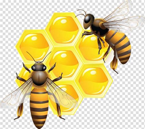 Two Bees On Honey Comb Honey Bee Honey Transparent Background Png