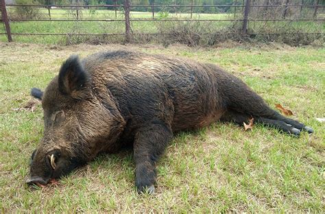 Texan Shoots A Huge 416 Pound Wild Hog In His Backyard