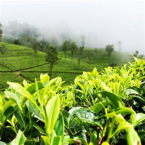2024 Best Ceylon Tea Wholesale Suppliers 😍 Private Label Tea