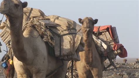 Camel Convoy In Ethiopia 1306800 Stock Video At Vecteezy