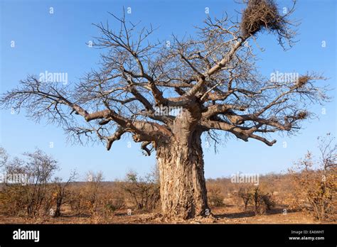 African Baobab Adansonia Digitata Mapungubwe National Park Limpopo