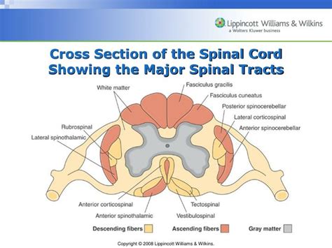 The location of the nerves in the spinal cord determine their function. PPT - Chapter 60 Assessment of Neurologic Function ...