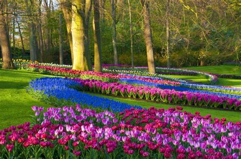 Keukenhof In Lisse Nederland Deze Grootste Bloementuin Ter Wereld Is Ieder Jaar Geopend Van