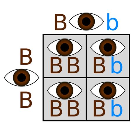 Heterozygous Vs Homozygous — Differences And Similarities Expii