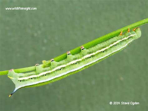 Knowing the size of a caterpillar can also help with identifications as many caterpillars dramatically change appearance as they grow, moult into another instar and prior to. British moth caterpillar galleries | Wildlife Insight