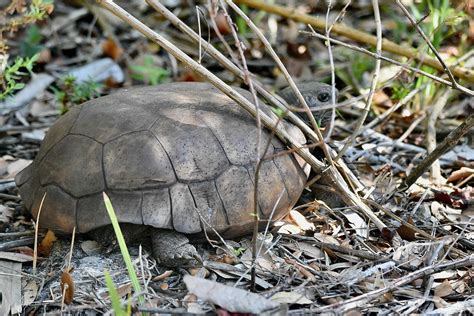 Gopher Tortoise