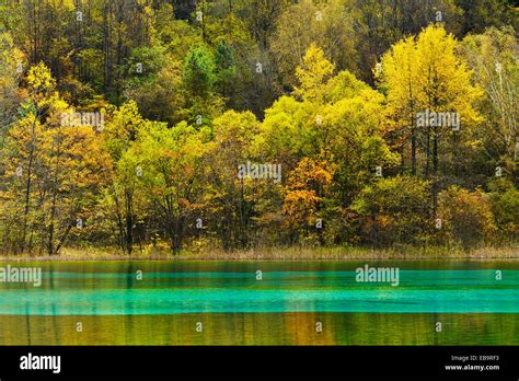 Five Flower Lake In Autumnal Environment Jiuzhaigou National Park