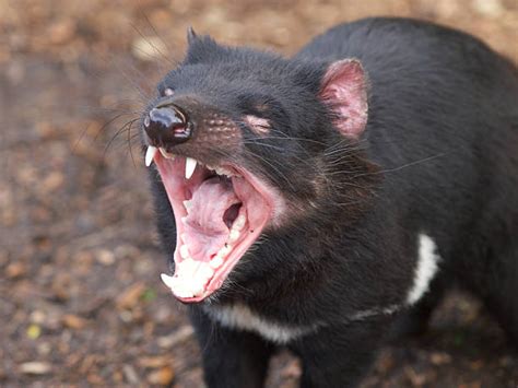 The infected devil in as little as three to five months. Tasmanian Devil Stock Photos, Pictures & Royalty-Free ...