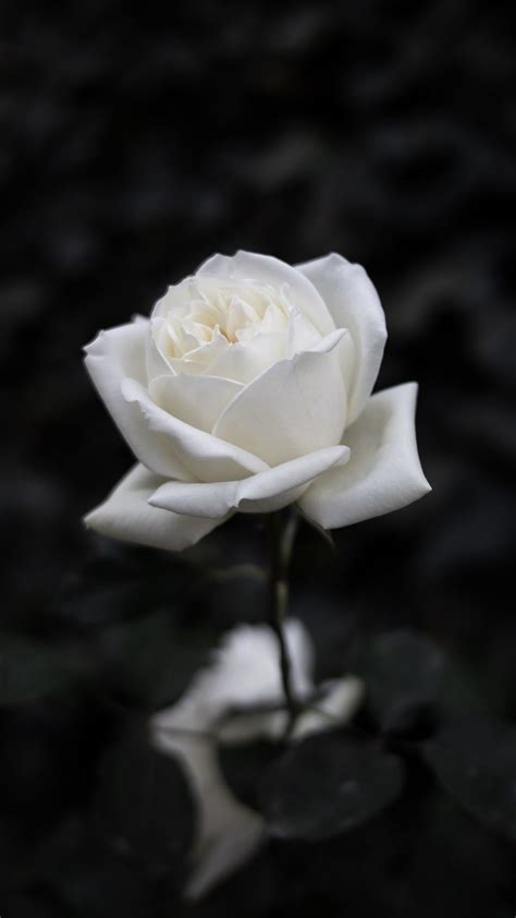 Download Wallpaper 1080x1920 Rose Flower White Bw Bloom Samsung