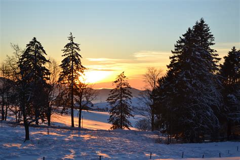 Snow Covered Pine Trees During Sunset Free Image Peakpx
