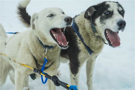 Free Images Snow Vertebrate Alaska Pulling Juneau Dog Breed