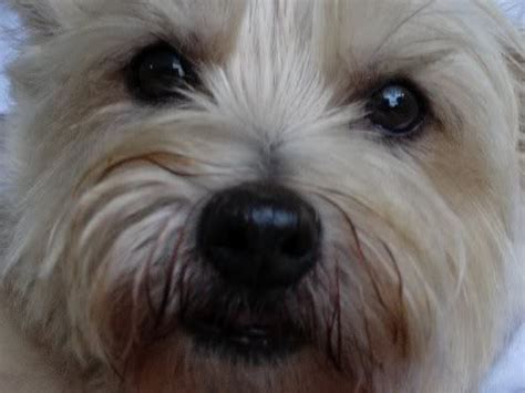 More images for wheaten cairn terrier puppies » wheaten cairn terrier - Google Search | Cairn terrier, Dog ...
