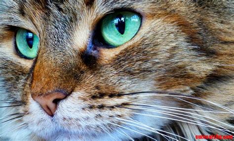 Cute Cats And Kittens Turquoise Eyes