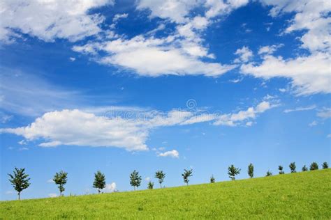 Trees On A Green Hill Stock Photo Image Of Nature Outside 12063218