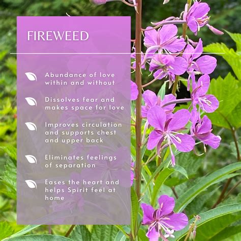 Fireweed Flower Essence Pacific Essences