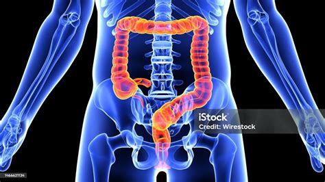 Human Body Diagram With Guts Highlighted Stock Photo Download Image